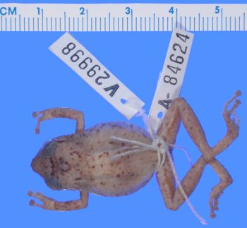 Media type: image; Herpetology A-84624